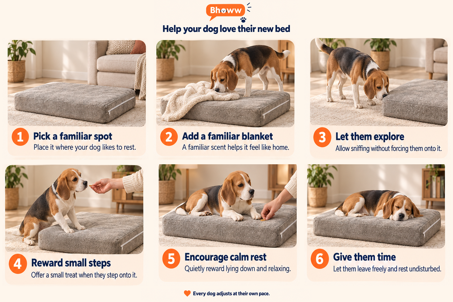 Six illustrated steps to help your dog get comfortable with a new bed